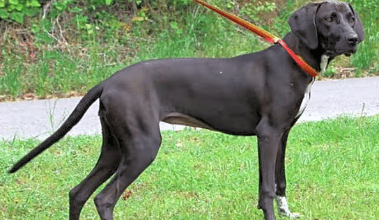 Meet Maeve, PAHS Pet of the Week