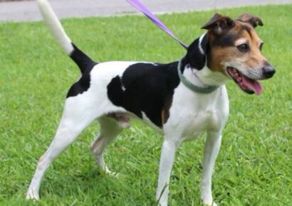 PAHS Pet of the Week: Ace is full of energy, loves the water!