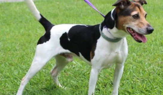 PAHS Pet of the Week: Ace is full of energy, loves the water!