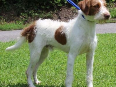 Bo is the PAHS Pet of the Week; Owner could no longer take care of him