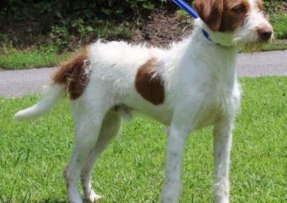 Bo is the PAHS Pet of the Week; Owner could no longer take care of him