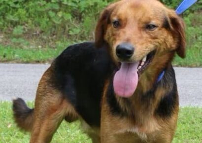 Need a smile? Adopt Grin with Prattville Autauga Humane Society