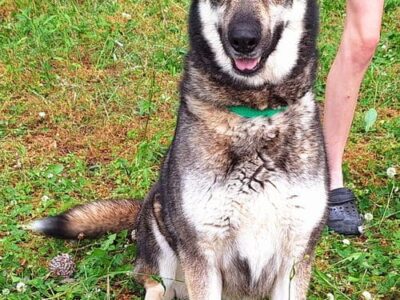 Beautiful Harley is the HSEC Pet of the Week!