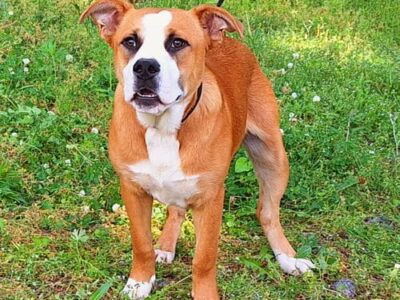 Herbie is ready for his forever home: Humane Society of Elmore County Pet of the Week