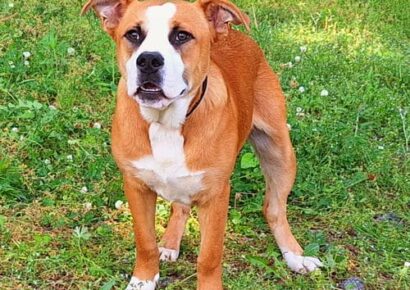 Herbie is ready for his forever home: Humane Society of Elmore County Pet of the Week