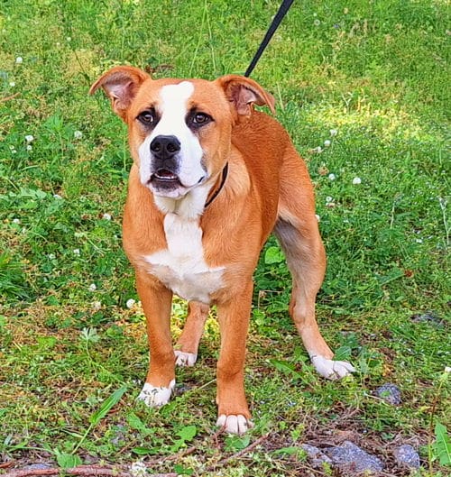 Herbie Is Ready For His Forever Home: Humane Society Of Elmore County Pet Of The Week