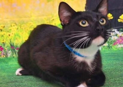 Hiccup is waiting at HSEC for his forever home!