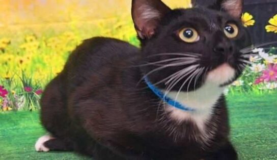 Hiccup is waiting at HSEC for his forever home!