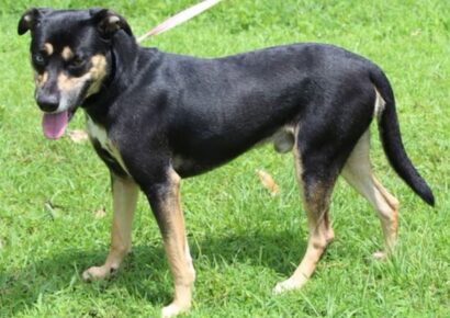 Miller is the PAHS Pet of the Week! Family is moving, and could not take him