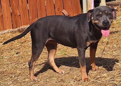 Nyx craves cuddles and attention; She is waiting at HSEC as the Pet of the Week