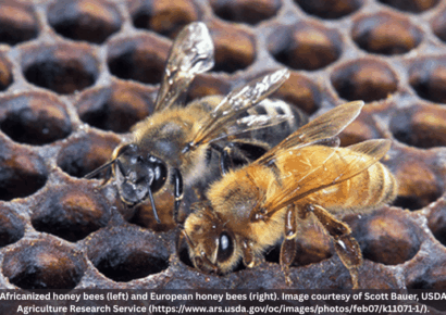 Africanized Honeybees Detected in Alabama: What you should know