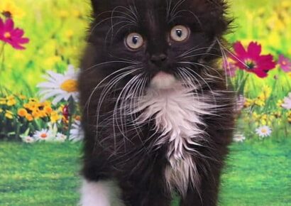 June is Adopt a Cat Month, just in time for ‘kitten season’