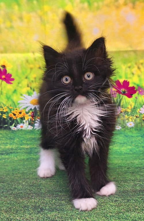 June is Adopt a Cat Month, just in time for ‘kitten season’