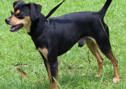 PAHS Pet of Week: Let Charlie prance into your heart!