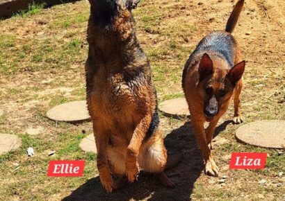 HSEC Pets of the Week – Ellie and Liza are a bonded pair