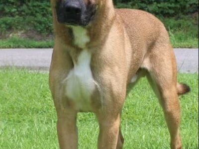 Hulk is the PAHS Pet of the Week! Big, but gentle, good with other dogs