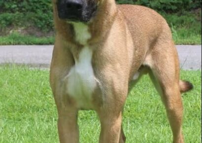 Hulk is the PAHS Pet of the Week! Big, but gentle, good with other dogs