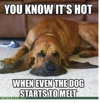 HSEC News: Protect your pets during hot days; Bark in the Park coming in September