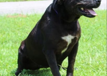 Affectionate and devoted, Lucy is the PAHS Pet of the Week