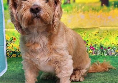 Rambo & Gorilla are HSEC’s Pets of the Week