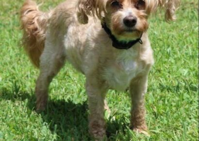 Sweet Ruby is the PAHS Pet of the Week; Loving and affectionate