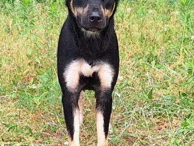 Beautiful Sheeva was abandoned, but waiting at HSEC for her new family