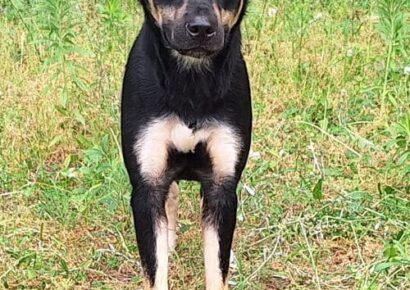 Beautiful Sheeva was abandoned, but waiting at HSEC for her new family