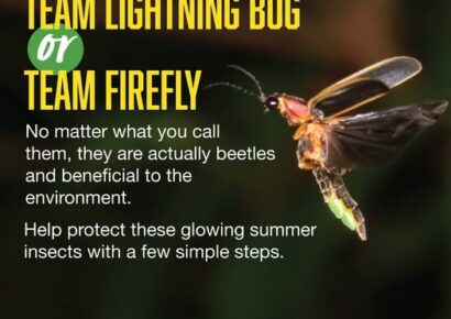 Is it a Lightning Bug or a Firefly? Either way, they are important