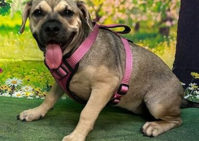 HSEC’s Pet of the Week: Saki