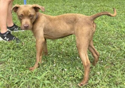 Chatty Cathy is the HSEC Pet of the Week; Her ‘Love Me’ personality will win you over