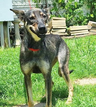 Friendly Cody needs a forever home