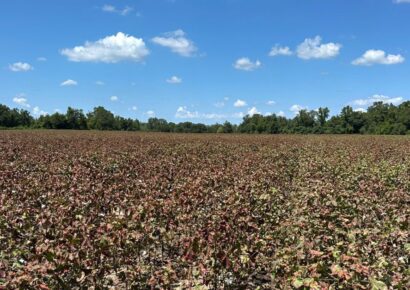 Cotton jassid is confirmed in Alabama