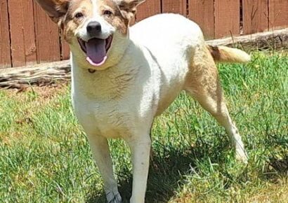 Ellie is ready for her forever home!