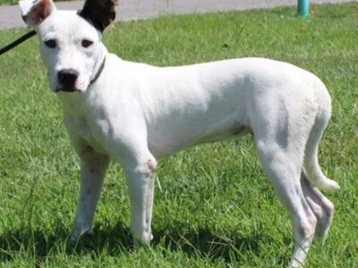 Nillah is a return adoption and needs a second chance!