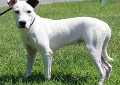 Nillah is a return adoption and needs a second chance!