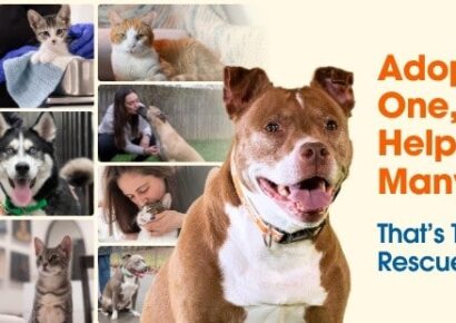 HSEC joins shelters across the country to take part in ASPCA’s Rescue Effect Campaign