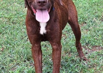 Petite lab mix Valentine awaits adoption after rescue in Wetumpka