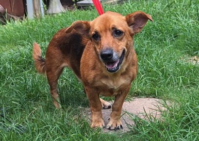 A sweet little nugget is needing a good home!