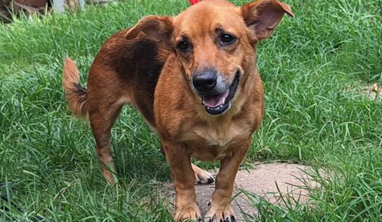 A sweet little nugget is needing a good home!