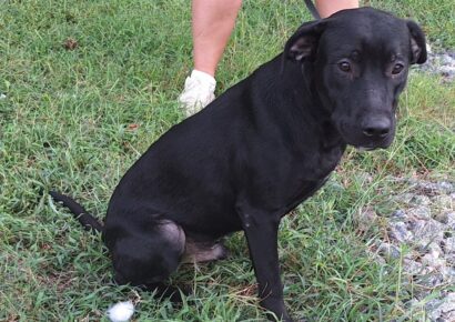 A dog named Door Dash