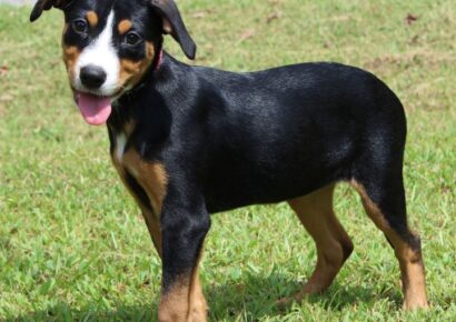 Honey Boo, a 3-month-old shepherd/lab mix, is looking for a home!