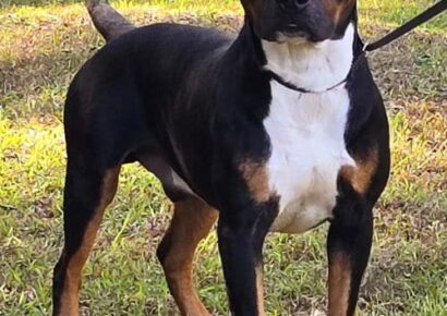 Jigsaw will complete your puzzle!