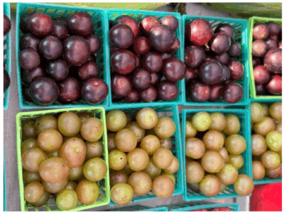 Pick your own muscadines this fall on Sweet Grown Alabama Farms