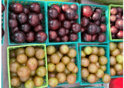 Pick your own muscadines this fall on Sweet Grown Alabama Farms