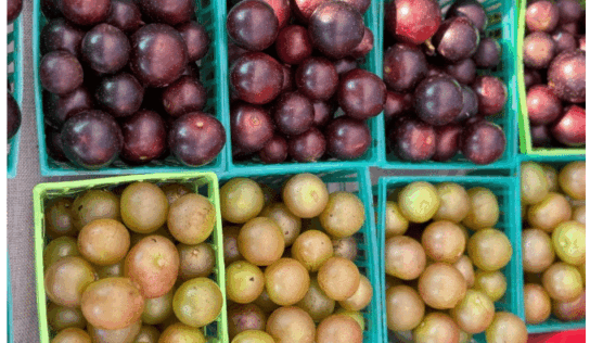Pick your own muscadines this fall on Sweet Grown Alabama Farms