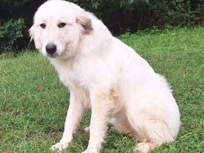 Sissy the Great Pyrenees is ready for a family!