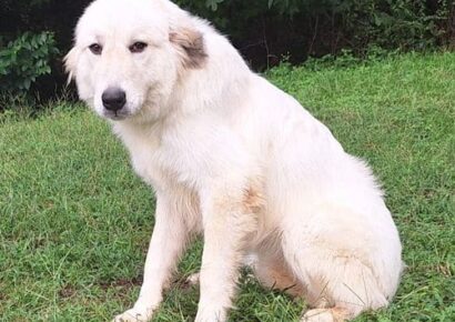 Sissy the Great Pyrenees is ready for a family!