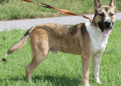 Sweet as a Reeses and ready for adoption