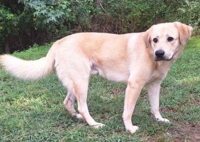 Houdini the gentle yellow lab mix is looking for love!