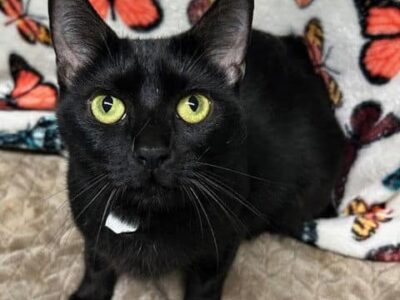 An Angel needs a forever home